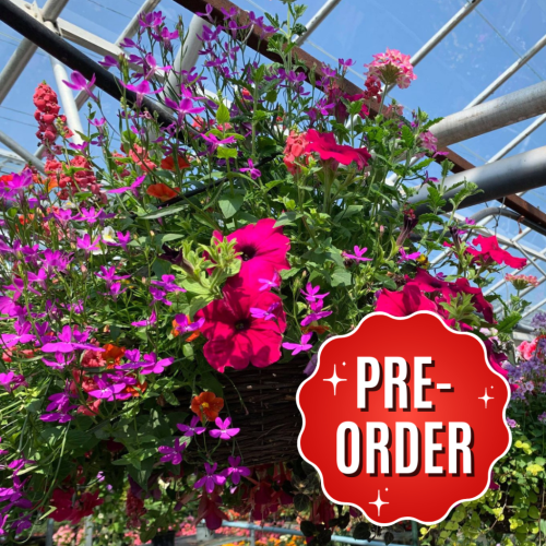 Buy Planted Wicker Hanging Baskets For Summer Cheap Ready Planted