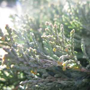 Juniperus Horizontalis Wiltonii