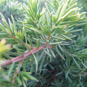 Juniperus (Juniper) Conferta Blue Pacific