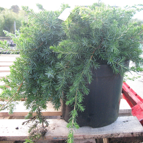 Juniperus (Juniper) Conferta Blue Pacific