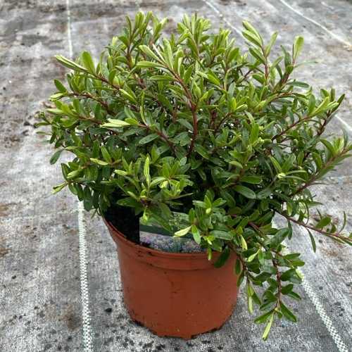 4633_500_032223_Hebe_Beverely_Hills_Pot_300.jpg