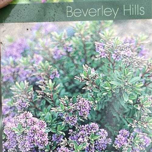 4633_500_032223_Hebe_Beverley_Hills_Label_300.jpg