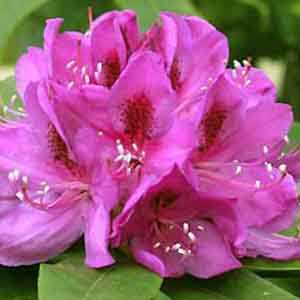 Rhododendron Hybrid 'Anah Knuschke'