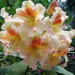 Rhododendron Hybrid 'Bernstein'