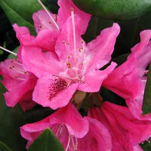 Rhododendron Hybrid 'Cosmopolitan'