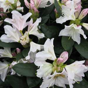Rhododendron Hybrid 'Cunningham's White'
