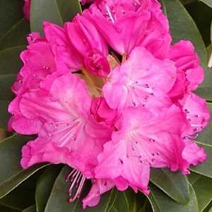 Rhododendron Hybrid 'Germania'