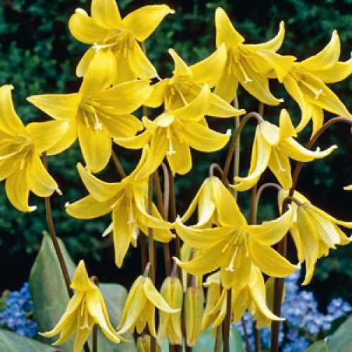 Cheap Erythronium Pagoda Dogs Tooth Violet Trout Lily Bulbs Buy Bulbs Uk