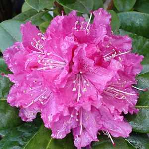 Rhododendron Hybrid 'Eucharitis'