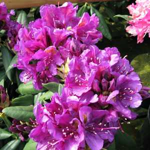 Rhododendron Hybrid 'Marcel Menard'