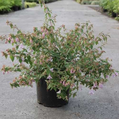 Abelia Grandiflora 'Pinky Bells'