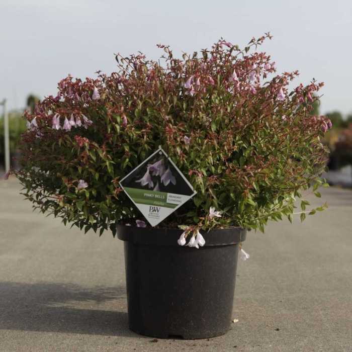 4731_500_033840_Abelia_Pinky_Bells_Large_pot.jpg