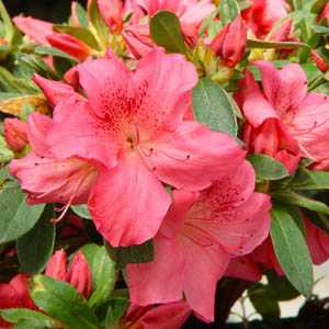 Azalea Japonica Gorbella