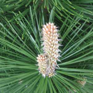 Pinus Nigra ssp. Nigra (Black Pine Tree)
