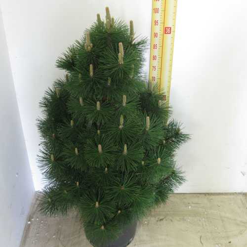 Buy Pinus Nigra Nigra Uk Buy Pine Trees Online
