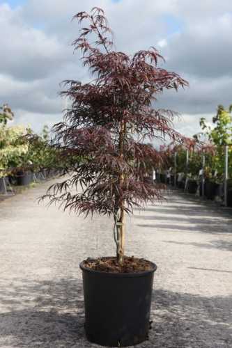 Acer Palmatum 'Dissectum Garnet' Japanese Maple