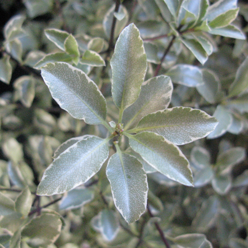 Pittosporum Tenuifolium 'Silver Queen'