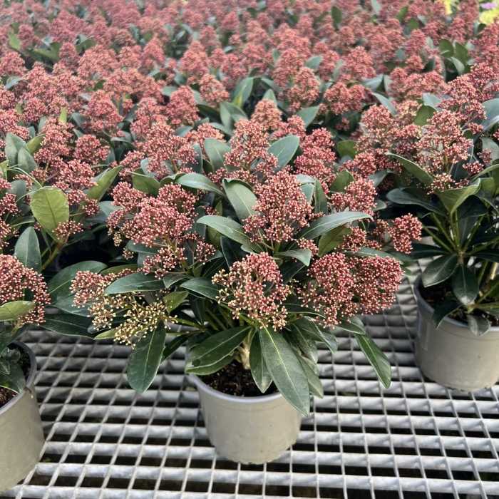 4773_020808_Skimmia_japonica_Rubella_evergreen_shrub_.jpg