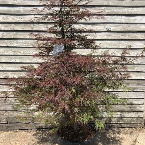 4776_500_122529_Acer_Palmatum_Inaba-Shidare_3_square.jpg