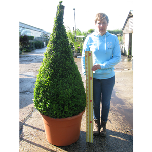 Buxus Sempervirens Pyramid/Cone (Box Hedge/Topiary Plant) 190cm Set of 2