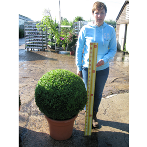 Buxus Sempervirens Ball (Box Hedge Ball/Topiary Ball) 60cm