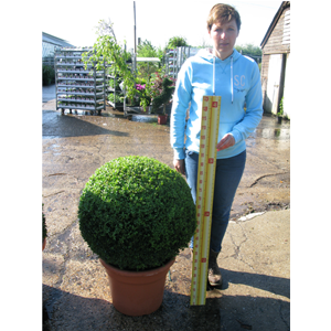 Buxus Sempervirens Ball (Box Ball/Topiary Ball)35-40cm 12ltr