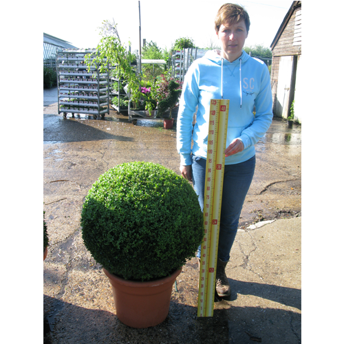 Buxus Sempervirens Ball /Topiary Ball) 60-65cm Set of 2