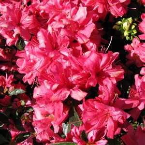 Azalea Japonica Madame Galle