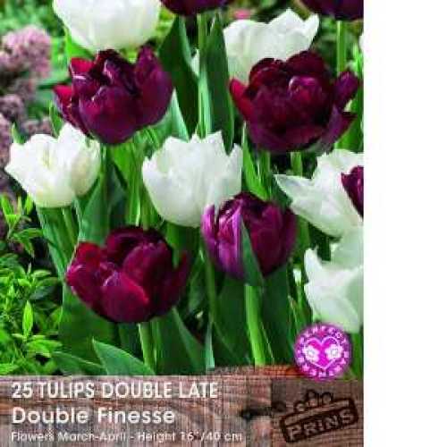 cheap spring bulbs cheap tulip bulbs online Essex garden centre