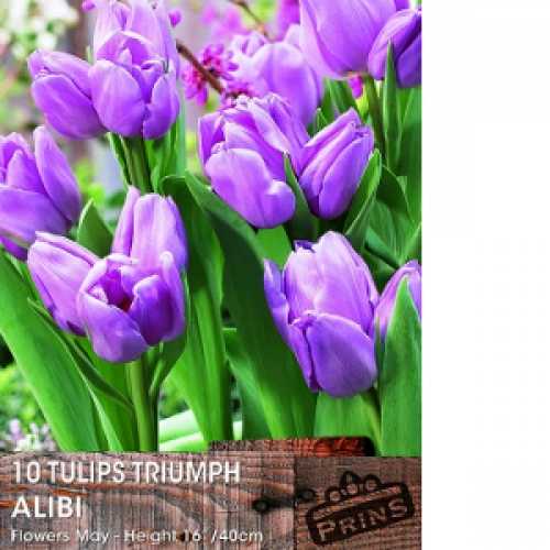 Buy Tulip Triumph Alibi Spring Bulbs cheap tulip bulbs online Essex