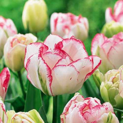 Buy Tulip Double Cartouche : Cheap Tulip bulbs online : Essex garden centre
