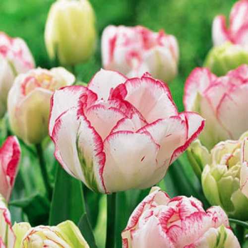 Buy Tulip Double Cartouche Cheap Tulip bulbs online Essex garden centre