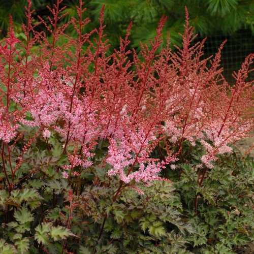 Astilbe Simplicifolia Delft Lace