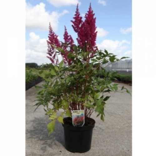 4870_500_013407_Astilbe_Elisabeth_van_Veen_300.jpg