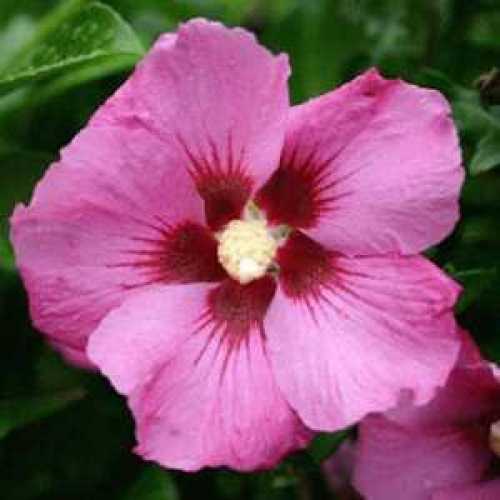Hibiscus syriacus Woodbridge (Rose of Sharon)