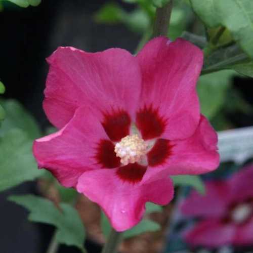 Hibiscus syriacus Woodbridge (Rose of Sharon)