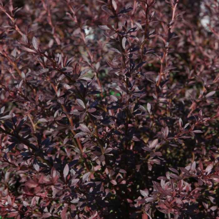 4897_500_041152_Berberis_thunbergii_Red_Dream_(PBR)_1.jpeg