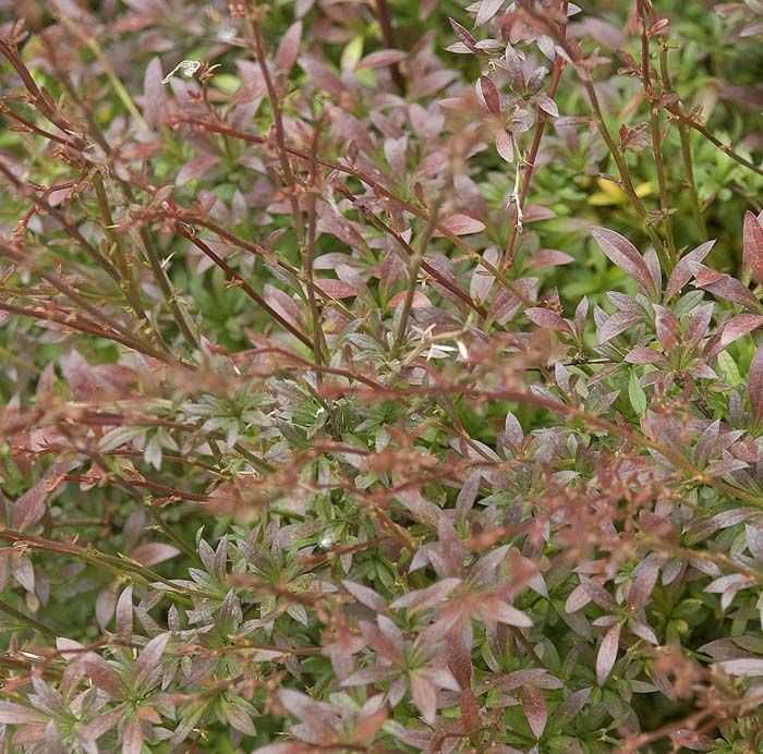 4897_500_041152_Berberis_thunbergii_Red_Dream_(PBR)_2.jpeg