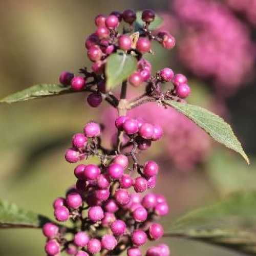 Callicarpa Bodinieri 'Profusion' Beauty Berry