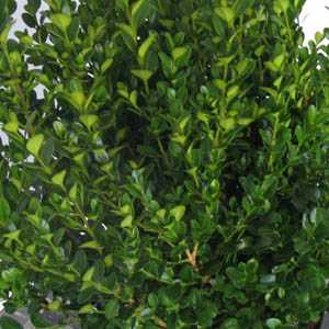 Buxus (Box)  Microphylla Faulkner Topiary Ball