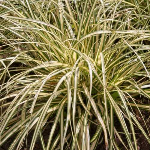 Carex Oshimensis EverColor® Evergold Ornamental Grass