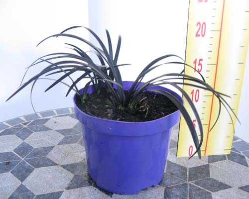 Ophiopogon Planiscapus  'Niger' Black Mondo Grass