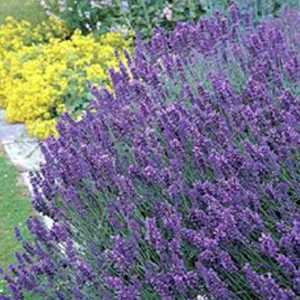 Lavender (Lavandula) Angustifolia English  Tray of 6 Plants