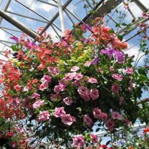 Summer Planted Mixed Wicker Hanging Baskets 14 Inch