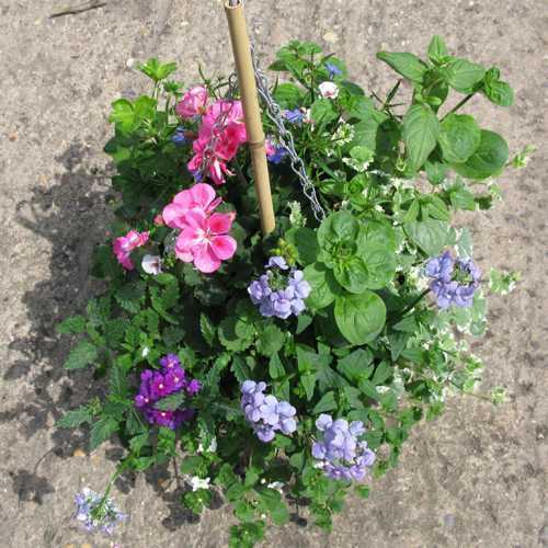 Buy Summer Planted Wicker Hanging Baskets Online Cheap Hanging