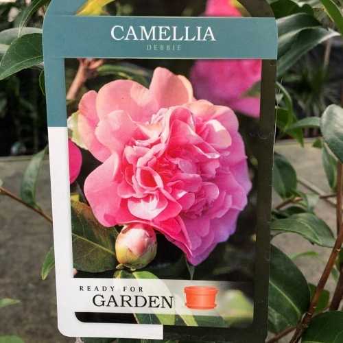 Camellia Japonica 'Debbie'