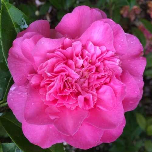 Camellia Japonica Debbie
