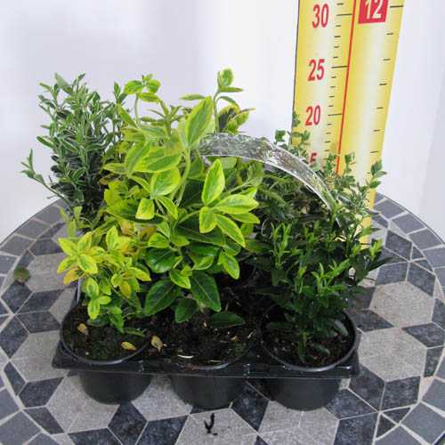 Euonymus Evergreen Mixed Pack - 6 in a Tray