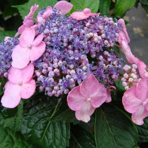 Image of Japanese anemone and Twist and Shout Hydrangeas