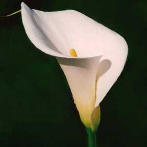 Zantedeschia aethiopica (Arum lily)